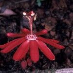 Passiflora glandulosa Flor
