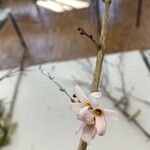 Abeliophyllum distichum Квітка