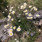 Leucanthemum graminifolium Flor
