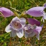 Penstemon cobaea Flower