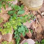 Veronica triphyllos Leaf