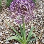 Allium cristophii 花