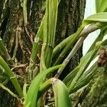 Cattleya maxima Habit