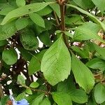 Rotheca myricoides पत्ता