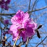 Rhododendron dauricum 花
