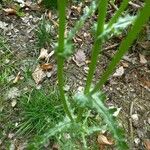 Senecio vernalis Foglia