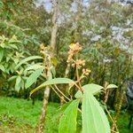 Miconia xalapensis Kvet