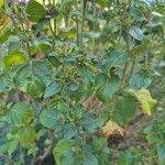 Hypoestes aristata Φύλλο