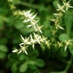 Sedum glaucophyllum Flor