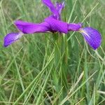Iris reichenbachiana Květ