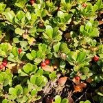 Arctostaphylos uva-ursi Hábito