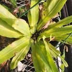 Asplenium antiquum Habit