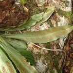 Asplenium africanum Leaf