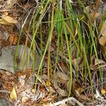 Brassavola cucullata Habitat