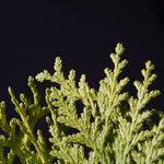 Chamaecyparis thyoides Leaf