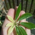 Schefflera arboricolaFrunză