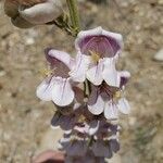 Penstemon palmeri Flor