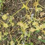 Valerianella eriocarpa Fula