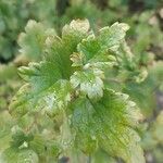 Ribes alpinum Leaf