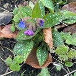 Pulmonaria affinis Likasa