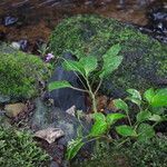 Impatiens filicornu Pokrój