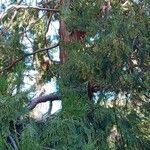Calocedrus decurrens Leht