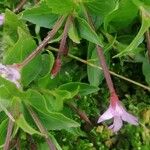 Epilobium alsinifolium Kukka