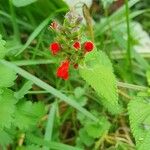 Salvia coccinea عادت داشتن