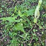 Arum maculatum Foglia