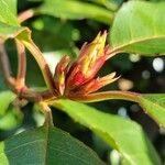 Photinia serratifolia अन्य