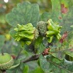 Quercus robur Mosusu