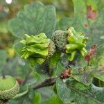 Quercus robur অন্যান্য