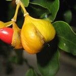 Guaiacum officinale Fruit
