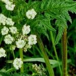 Chaerophyllum aureum 整株植物