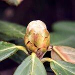 Rhododendron haematodes Altro
