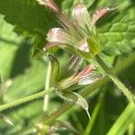 Geranium × oxonianum Hábito