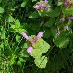 Lamium hybridumLapas