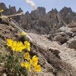 Papaver alpinumBlomma