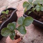 Fragaria × ananassa पत्ता