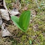 Neottia ovata Leaf