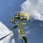 Stevia ovata Fleur