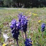 Muscari neglectumKwiat