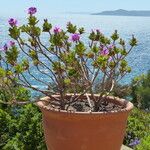 Pelargonium cucullatum Blomst