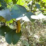 Piliostigma thonningii Folha