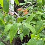 Chimonanthus praecox Vrucht