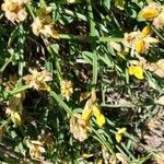 Genista sagittalis Corteza