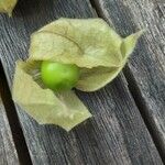 Physalis peruviana Fruit