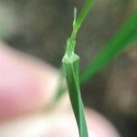 Melica uniflora List