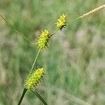 Carex divisa Bloem