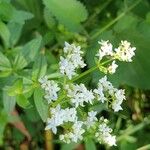 Galium rubioides Кветка